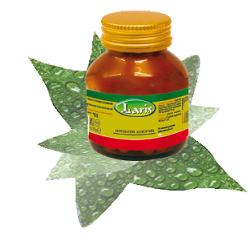 GINKGO 60 CAPSULE